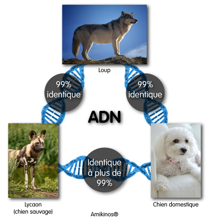 L'ADN du loup est 99% identique à celui du chien sauvage et domestique. L'ADN du chien domestique et du chien sauvage sont identiques à plus de 99%.