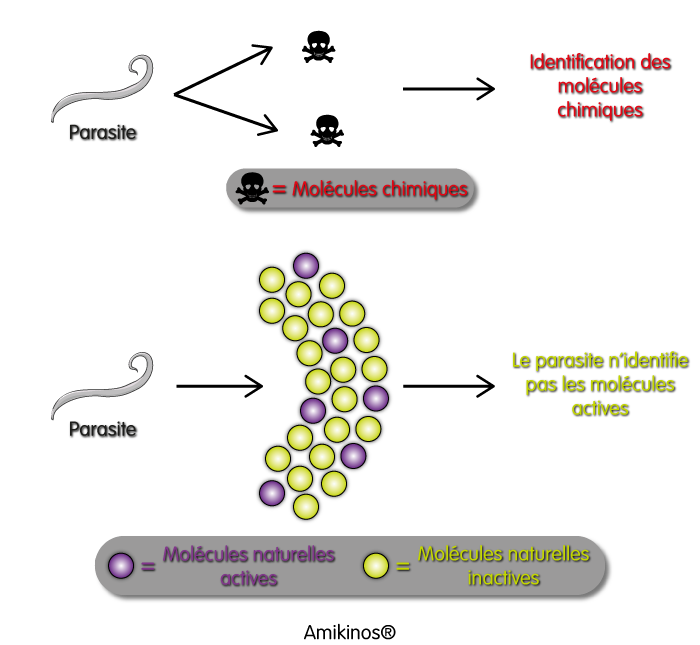 Un vermifuge à base de plantes contient trop de molécules pour que les parasites puissent identifier les molécules qui les attaquent. Ils ne peuvent pas développer de résistances.