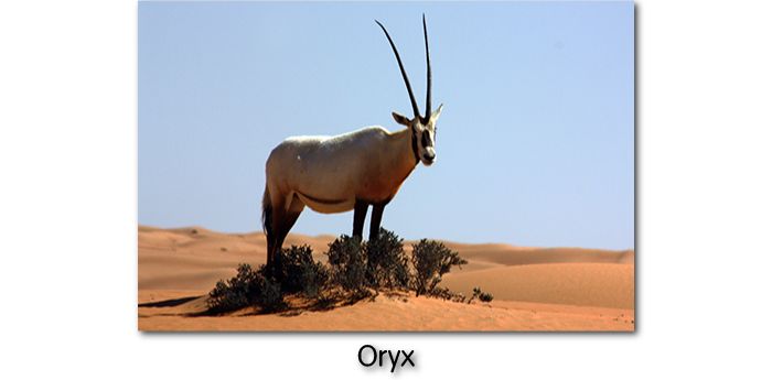L'oryx est l'animal le plus adaptée au manque d'eau. Il est le seul animal qui n'a pas besoin de boire