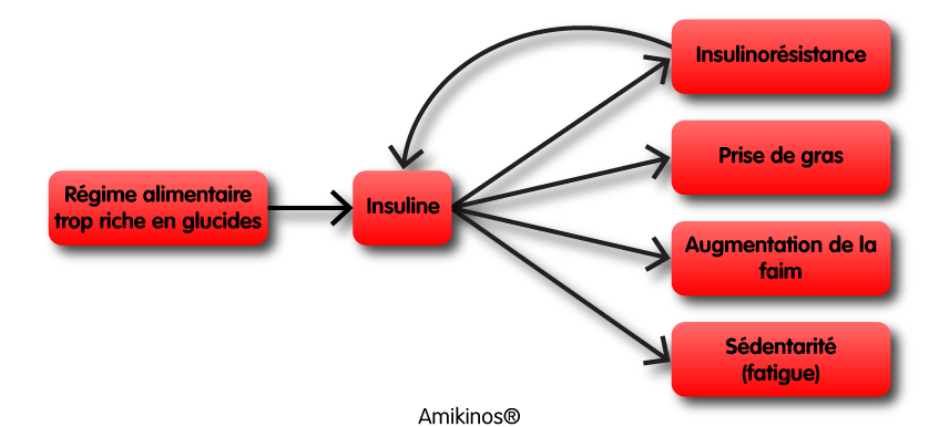 Schéma montrant comment un régime alimentaire trop riche en glucides dérègle la production hormonale d'insuline et qui à pour conséquence de l'insulino-résistance, une prise de gras, une augmentation de la faim, et de la fatigue cause de sédentarité. L'insulino-résistance va ensuite augmenter la production d'insuline avec à nouveau les mêmes conséquences.