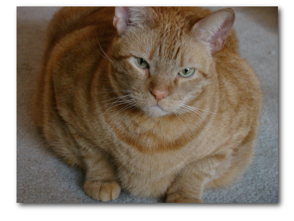 Photo montrant un chat n'ayant pas consommé les meilleures croquettes pour les chiens et chats en surpoids. Ce chat est devenu obèse.