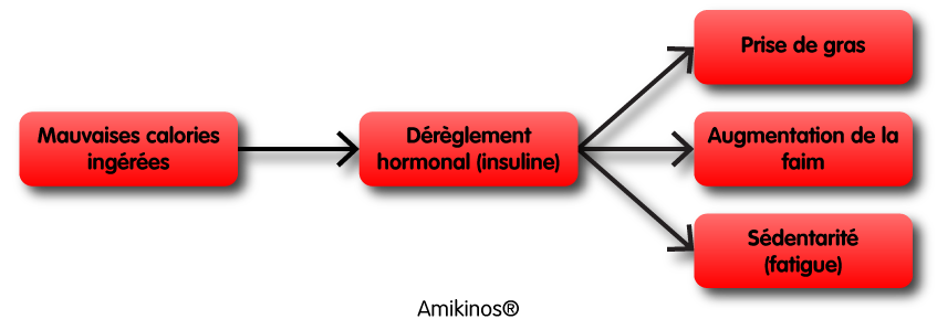 Schéma montrant comment les calories de glucides dérèglent la production hormonale d'insuline et qui à pour conséquence une prise de gras, une augmentation de la faim, et de la fatigue cause de sédentarité.