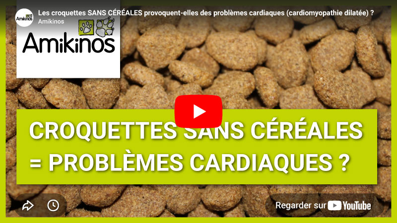 Miniature YouTube de la vidéo Amikinos "Les croquettes SANS CÉRÉALES provoquent-elles des problèmes cardiaques (cardiomyopathie dilatée) ?"