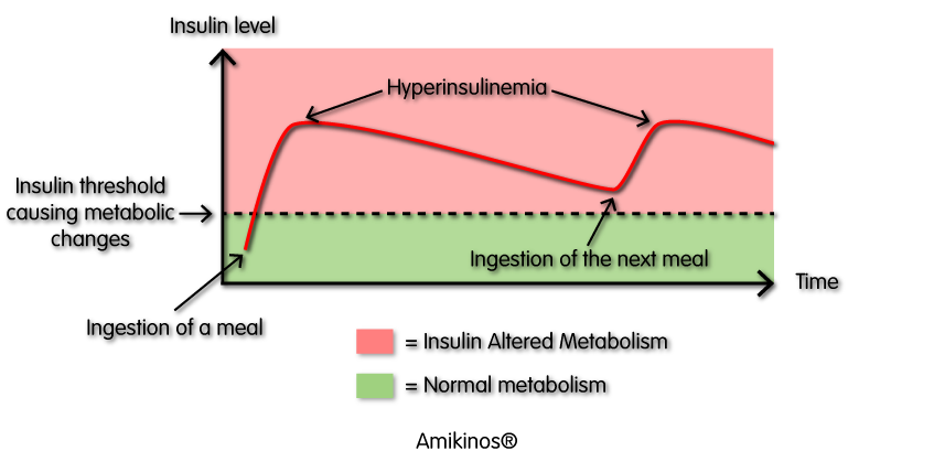 A kibble with a high level of carbohydrates with a high glycemic index will cause a large production of insulin. When this insulin production exceeds a certain threshold, insulin causes metabolic changes. Often the insulin hasn't even dropped below the threshold causing the metabolic changes that cats or dogs eat another meal that will bring the insulin levels back up again. The metabolic changes caused by insulin therefore become permanent.